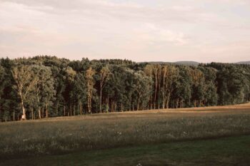 Untergehende Sonne beleuchtet den Waldrand